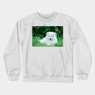 Samoyed puppies portrait Crewneck Sweatshirt